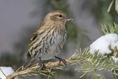 tarin-des-pins-pine siskin